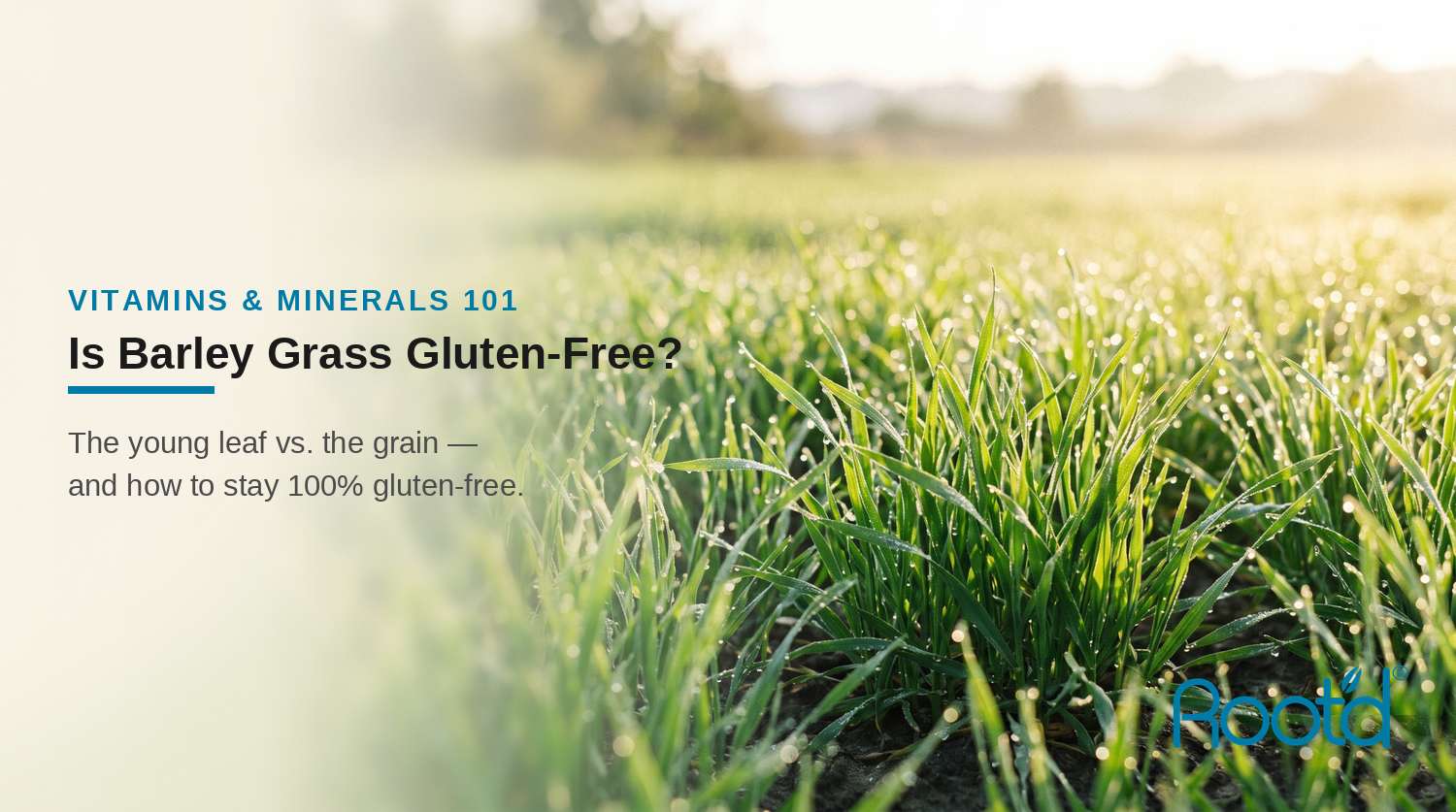 Is Barley Grass Gluten-Free? — Root'd Vitamins & Minerals 101 blog header over fresh dewy barley grass