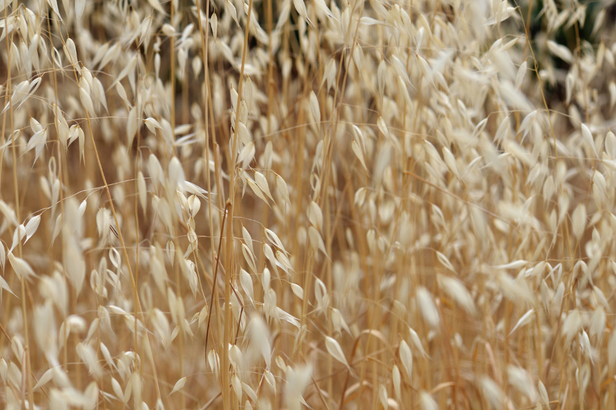 Is Oat Grass Gluten-Free?